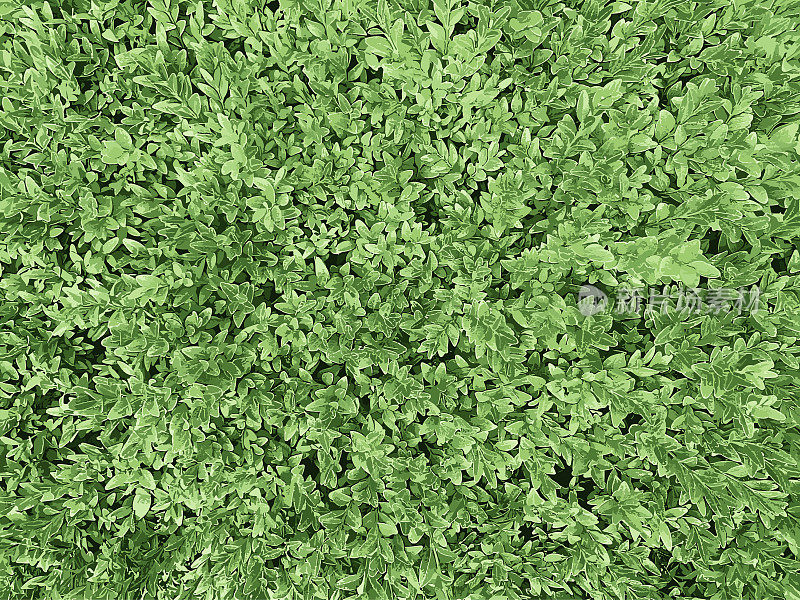 绿草垃圾纹理。黑色灰尘Scratchy Pattern。抽象的背景。矢量设计作品。变形的效果。裂缝。